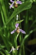 Wasp Orchid