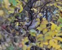 Eastern Olivaceous Warbler