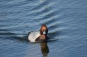 Pochard