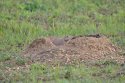 Black Tailed Prarie Dog