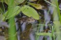Pool Frog
