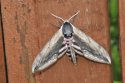 Privet Hawkmoth