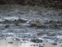 Pectoral Sandpiper