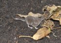 Pygmy Shrew