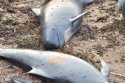 Long Finned Pilot Whale