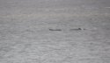 Long Finned Pilot Whale