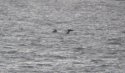 Long Finned Pilot Whale