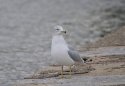 Ring Billed Gull