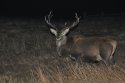 Red Deer