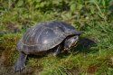 Red Eared Terrapin