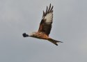 Red Kite