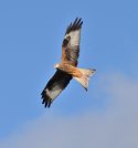 Red Kite