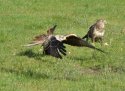 Red Kite