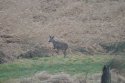 Roe Deer