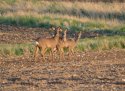 Roe Deer