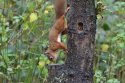 Red Squirrel