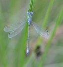 Scarce Emerald Damselfly