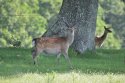 Sika Deer