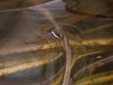 Fen Raft Spider