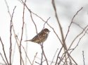 Spanish Sparrow