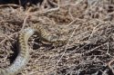 Smooth Snake