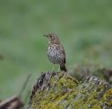 Song Thrush