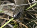 Slow Worm