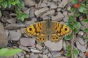 Wall Brown