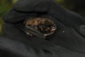 Whiskered Bat