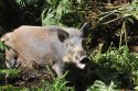 Pic of the Quarter - Wild Boar