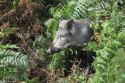 Wild Boar