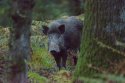 Wild Boar
