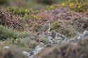 Wheatear