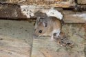 Wood Mouse
