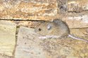 Wood Mouse