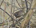 Wren