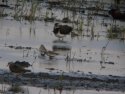 White Rumped Sandpiper