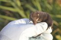 Water Shrew