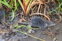Water Shrew