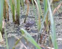 Water Shrew