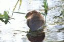 Water Vole