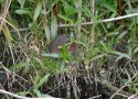 Water Vole