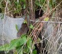 Black Water Vole