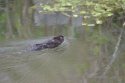 Water Vole