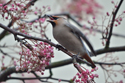 Waxwing