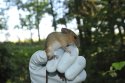 Yellow Necked Mouse