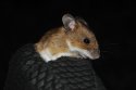 Yellow Necked Mouse