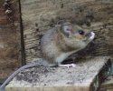 Yellow Necked Mouse
