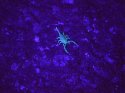 Yellow Tailed Scorpion
