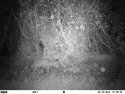 Fox cub - Trail Cam
